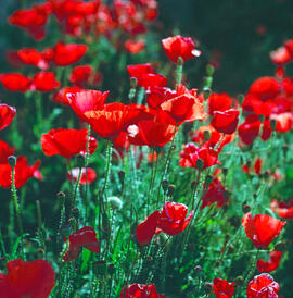 Rosella ("Papaver dubium")