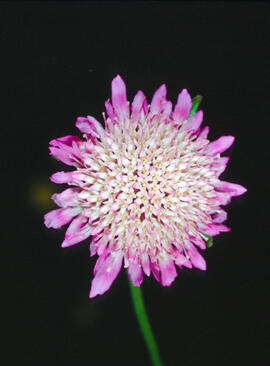 Escabiosa ("Scabiosa atropurpurea")
