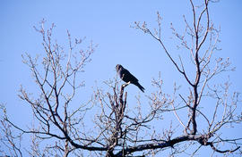 Corb ("Corvus corax")