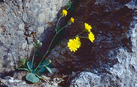 Crepis capil·lar ("Crepis capillaris")