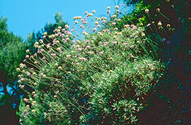 All de serp ("Allium commutatum")