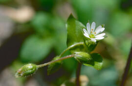 Morró ("Stellaria media")