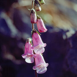 Dedalera ("Digitalis purpurea")