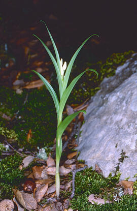 Curraià blanc ("Cephalanthera longifolia")