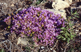 Serpoll ("Thymus serpyllum")