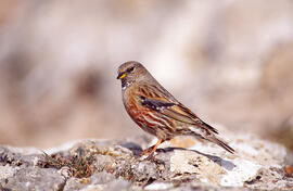 Xalambrí de muntanya ("Prunella collaris")