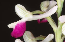 Orquídia ("Orchis mascula")