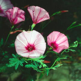 Corretjola de serp ("Convulvulus althaeoides")