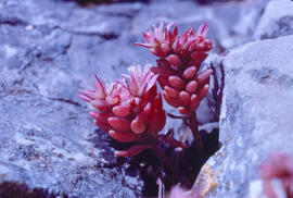Mucizònia de muntanya ("Sedum candollei")