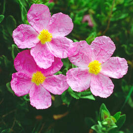 Estepa blanca ("Cistus albidus")