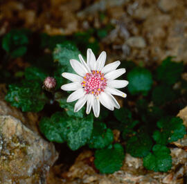 Margalideta de la mar ("Senecio rodriguezii")