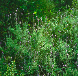 Lavanda ("Lavandula dentata")