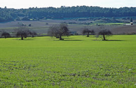 Sembrat entre figueres