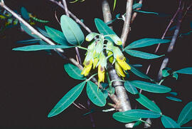 Mongetera d'arbre ("Anagyris foetida")
