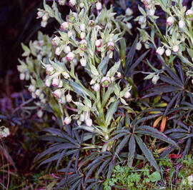 Marxívol ("Helleborus foetidus")