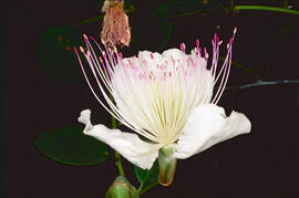 Taperera ("Capparis spinosa")