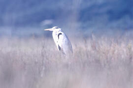 Orval ("Nycticorax nycticorax")