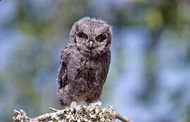 Mussol petit ("Otus scops")
