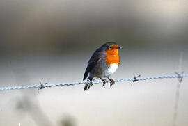 Rupit ("Erithacus rubecula")