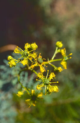 Ruda ("Ruta chalepensis")