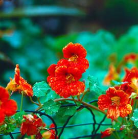 Caputxina petita ("Tropaeolum minus")