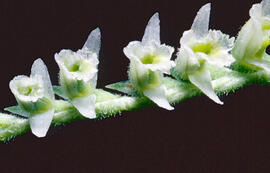 Orquídia de tardor ("Spiranthes spiralis")