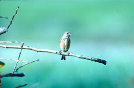 Picamosques ("Muscicapa striata")