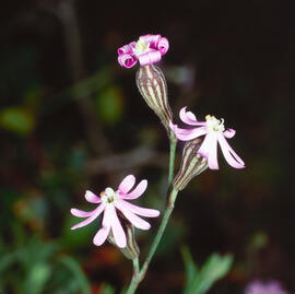 "Silene secundiflora"