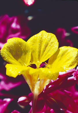Caputxina ("Tropaeolum major")