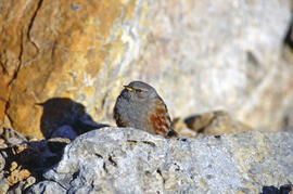 Xalambrí de muntanya ("Prunella collaris")