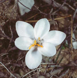 Lliri blanc ("Lilium candidum")