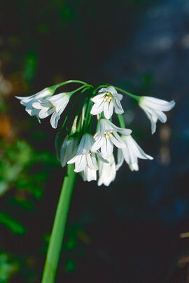 Vitrac ("Allium triquetrum")