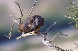Falcó ("Falco peregrinus")