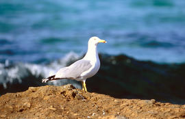 Gavina ("Larus michahellis")