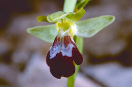 Orquídia ("Ophrys balearica")