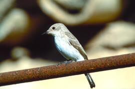 Picamosques ("Muscicapa striata")