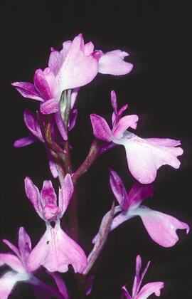 Botons de gos ("Anacamptis palustris")