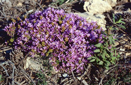 Serpoll ("Thymus serpyllum")