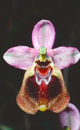 Mosca vermella ("Ophrys tenthredinifera")