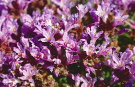 Serpoll ("Thymus serpyllum")