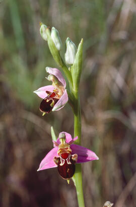 Orquídia abella ("Ophrys apifera")