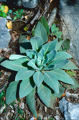 Fulla borruda ("Verbascum thapsus L.")