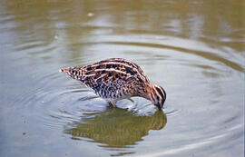 Cegall ("Gallinago gallinago")