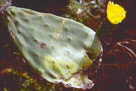 Figuera de moro ("Opuntia ficus-indica")