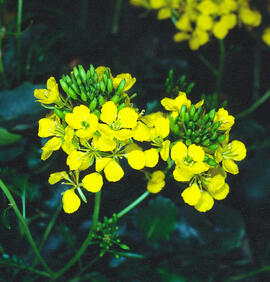 "Erysimum odoratum"