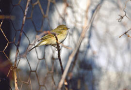 Ull de bou ("Phylloscopus collybita")