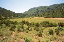 Comellar d’olivardes