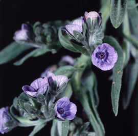 Llapassera ("Cynoglossum creticum")