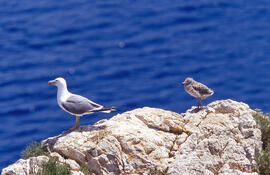 Una gavina ("Larus michahellis") i un territ fosc ("Calidris maritima")
