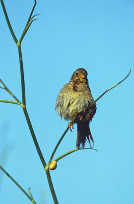 Sól·lera ("Emberiza calandra")